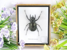 Cholcosoma caucasus - Atlas  - en vitrine 3D - véritable insecte - qualité musée