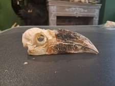Crâne de calao siffleur 