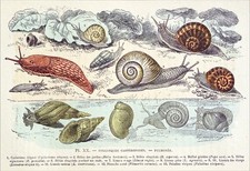 GASTÉROPODES- CYCLOSTOME, HÉLICE, MAILLOT, LIMACE, LIMNÉE, PLANORBE -Gravure 19e