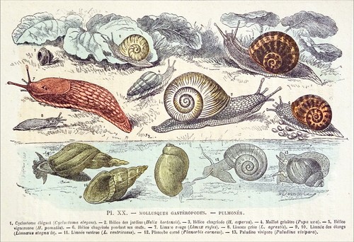 Gastéropodes cyclostome - gastÉropodes-,