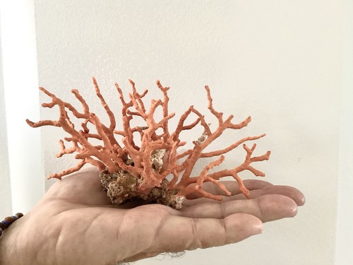 Bloc branches corail - de,