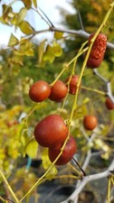 Ziziphus jujuba 'Dongzao' /