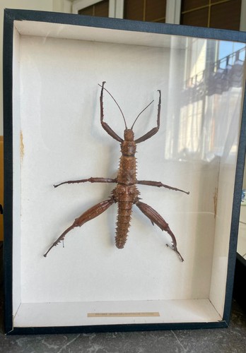 Cadre entomologie phaspme - cadre,