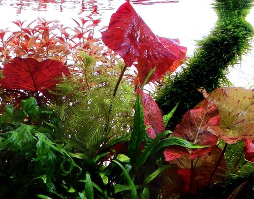 Plante aquarium tropica - plante,