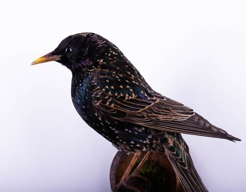 Taxidermy bird starling small - bird,