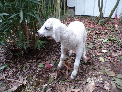 New agneau lamb - agneau, bébé
