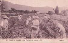 Carte postale ancienne postcard ALPES-MAR Côte-d'Azur cueillette du jasmin LL