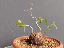 Bonsaï orme champêtre 26 x 15 cm plante articulée livraison gratuite contacte...