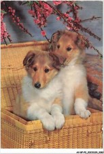 AV-BFP2-0728 - ANIMAUX - Chien - Deux chiots dans un panier en osier COLLEY