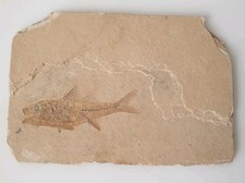 dapalis macrurus oligocene