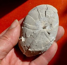 OURSIN FOSSILE ÉOCÈNE DU