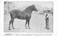 CPA 29 BRETAGNE HIPPIQUE LAMBALLE TRAIT BRETON A Mr BROC'H DE GUISSENY