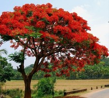 2 Graines de Delonix regia –