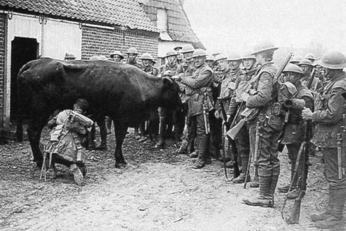 Ww1 traite une vache par - ww1, d'une