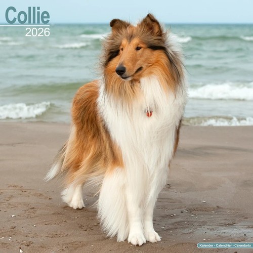 Calendrier colley 2026 - calendrier,