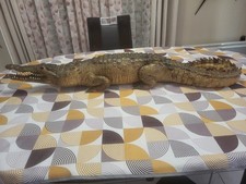 Taxidermie Grand Crocodile d'