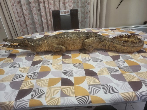 Taxidermie grand crocodile - taxidermie,