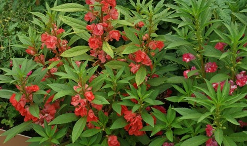 Graines balsamine - 5, –