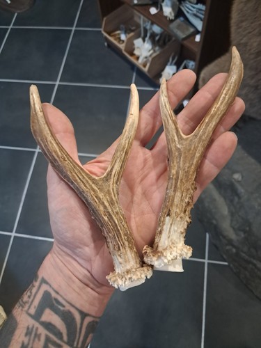 Paire bois chevreuil - bois,