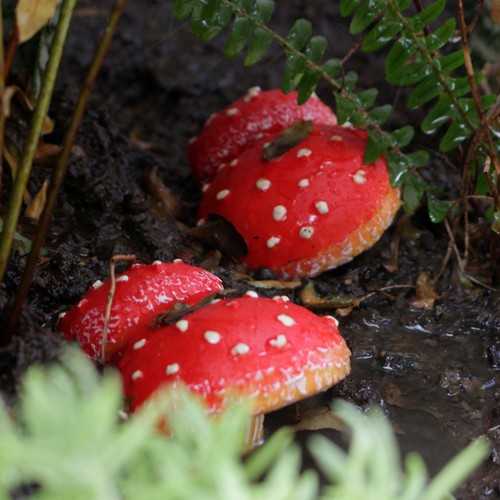 Champignon simulation - champignon, de