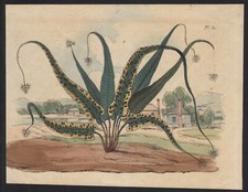 1839 Gravure aquarellée L'aloès Plante Botanique Histoire naturelle