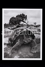 SEBASTIAO SALGADO - GENESIS -