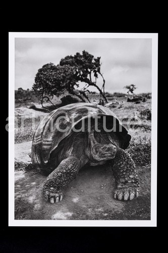 Sebastiao salgado genesis - -,
