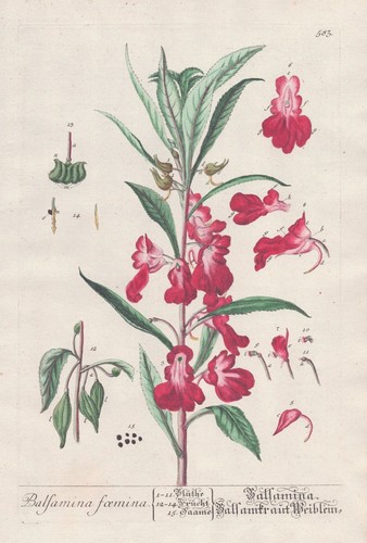 Impatiens balsamina printemps - impatiens,