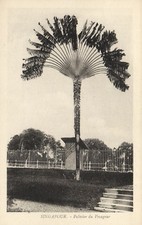 PC SINGAPORE, PALMIER DU VOYAGEUR, VINTAGE POSTCARD (b11993)