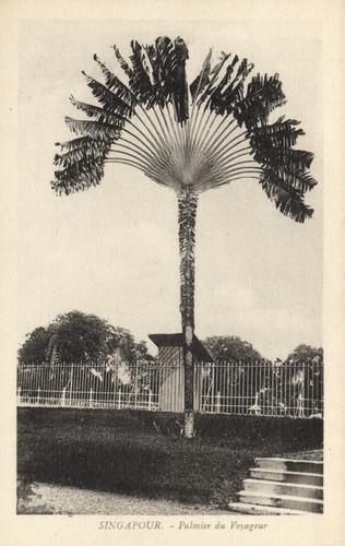 Singapore palmier du - pc,