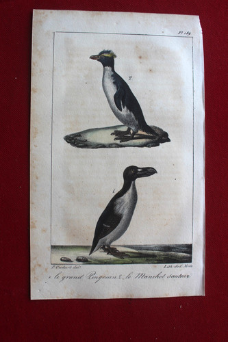 Gravure colorée oiseaux - gravure,