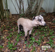 NEW agneau lamb Lamm chevreau bébé  naturalisé taxidermie  curiosité  n°20