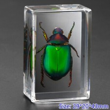 Insect En Résine Spécimen