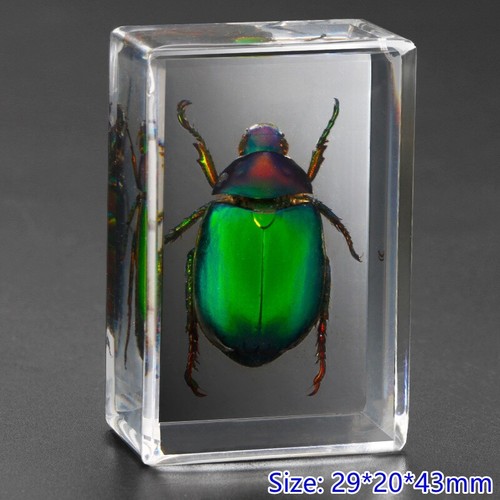 Insect résine spécimen - insect, en