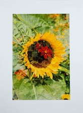 Jean Claude Chastaing - Photo originale - Numérique -  Fleur 24