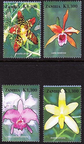 Zambie 2005 orchidées - orchidÉes, fleurs