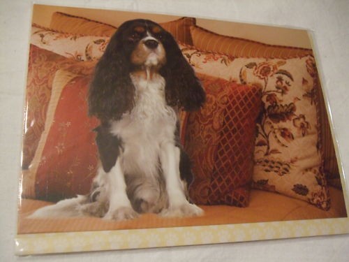 Carte enveloppe chien - +,