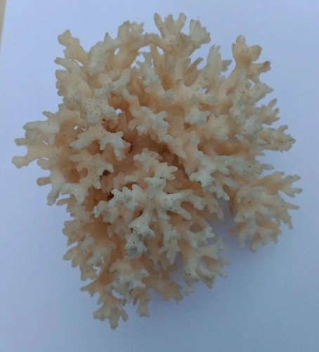 Minéraux collection corail - minéraux,
