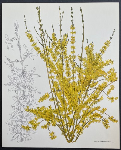 Botanique forsythia par - botanique, forsythia par hans