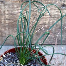 D1209 albuca spiralis - d1209,