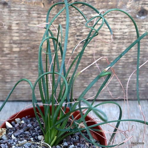 D1209 albuca spiralis - d1209,