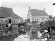 Ferme, campagne, vaches