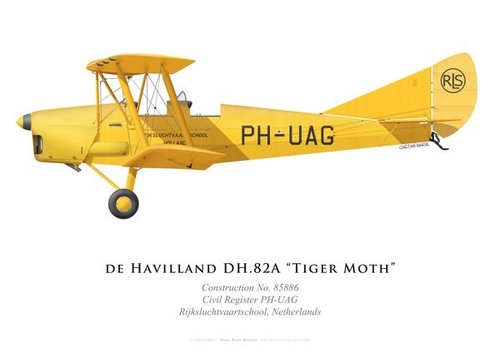 Print tiger moth - print,