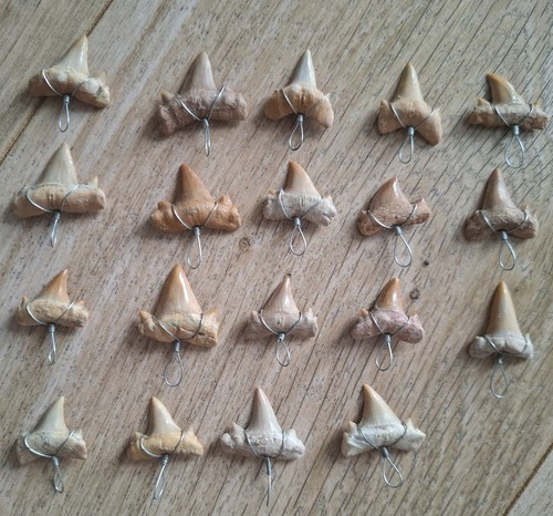 Dents requin fossiles - dents, de