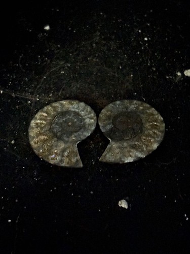 R100 black ammonite - r100,