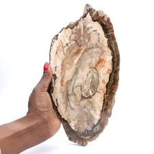 Bois fossilisé tranche polie, spécimen décoratif de prestige, Madagascar