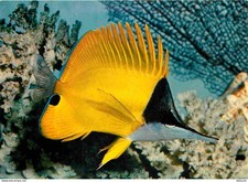 Animaux - Poissons - Aquarium Océanographique et Tropical de Vannes - Forcipiger