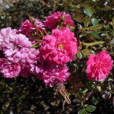 Rosa Sans Contraintes 'Knirps'® - Rosier hybride kordes® fuchsia couvre-sol