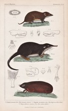 Souris Des Bois Desman Russe