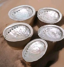 Coquilles D'ormeaux Nacre Naturelle Bretagne Abalone Oreille De Mer ( ref 6 )